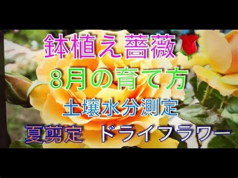 鉢植え薔薇 8月の育て方 土壌水分測定 夏  